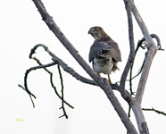 Coopers Hawk